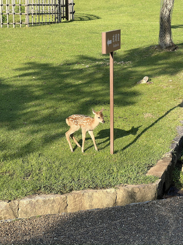 Magic, Streets & Shrines: From Osaka to Kyoto via Nara