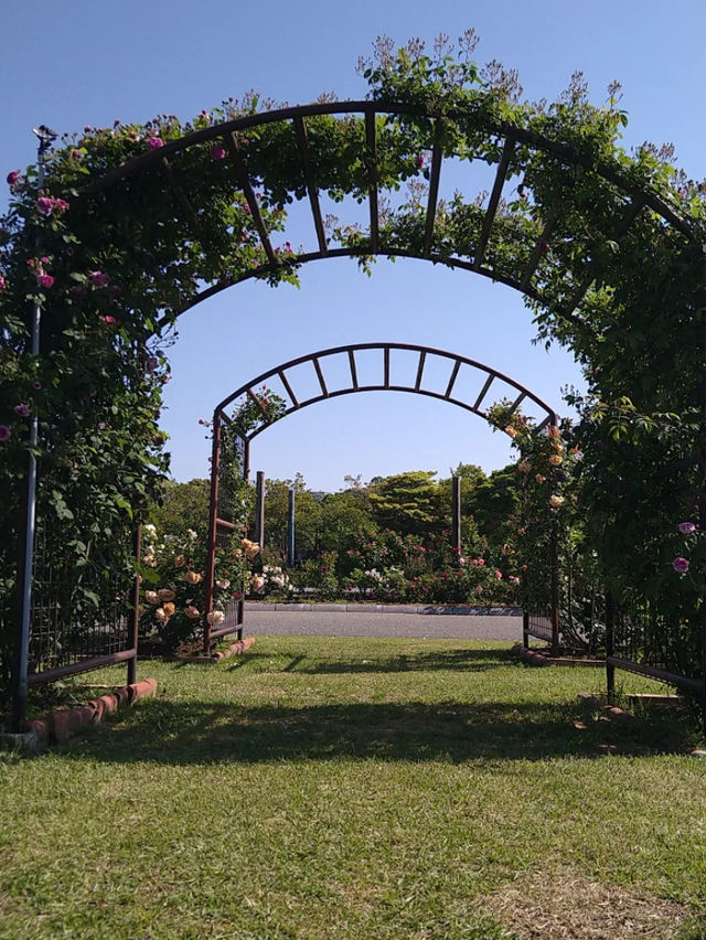 【エコパーク水俣バラ園】色とりどりのバラに包まれる、癒しの花園🌹🌞