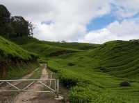 Ghibli aesthetics in Cameron Highlands, Malaysia!