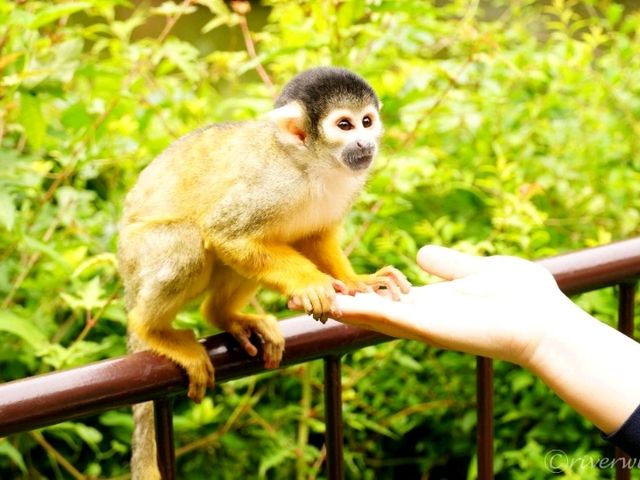 【静岡】距離感0の動物とふれあえる!「伊豆シャボテン動物公園」 【静岡】距離感0の動物とふれあえる!「伊豆シャボテン動物公園」