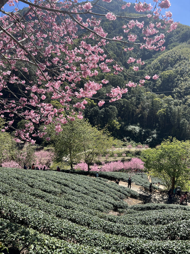 美人谷賞櫻🌸
