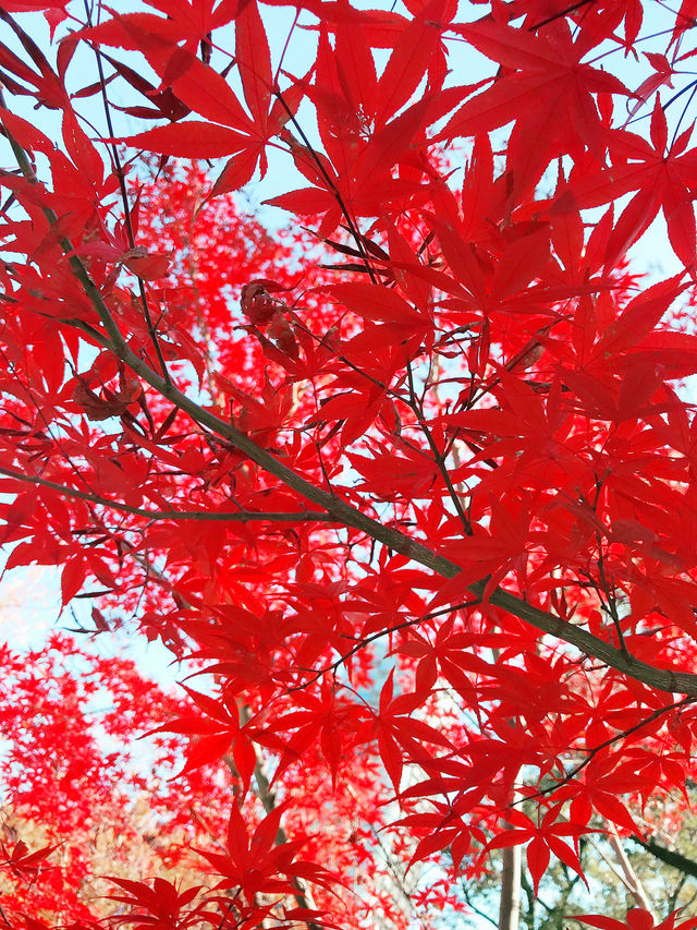 🍁【秋の乃木坂さんぽ 〜紅葉と公園から赤坂・六本木へ〜】