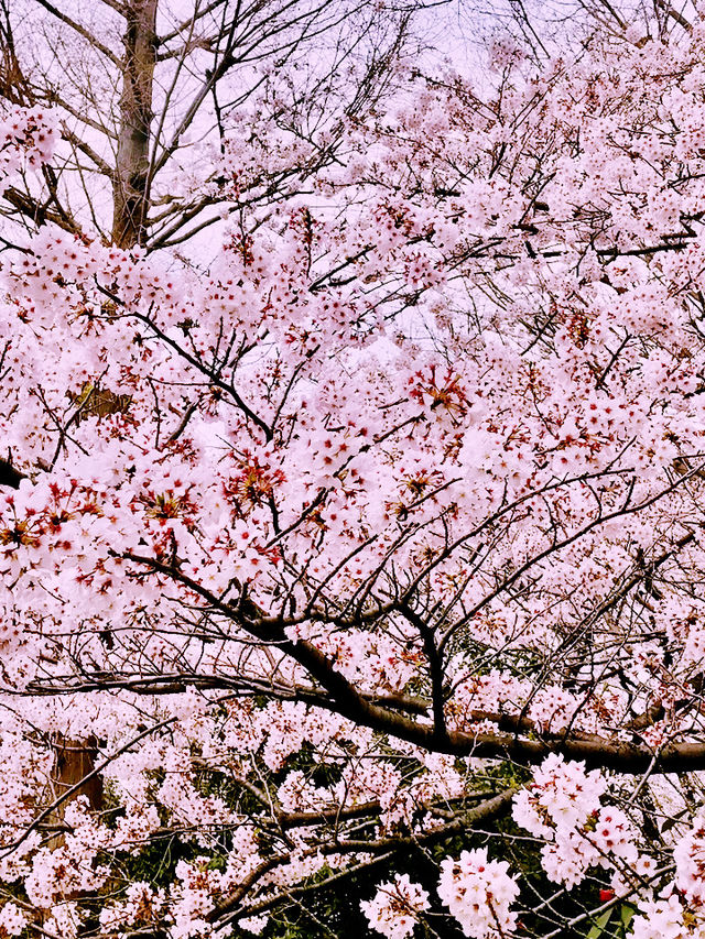 🌸桜満開の横浜で春色の山下公園、マリンタワー、人形の家散歩🌸✨ 🌸桜満開の横浜で春色の山下公園、マリンタワー、人形の家散歩🌸✨