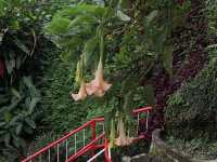 Floral Stair Illusion: How to Turn a Cameron Highlands Hill into Monet's Canvas and a Poet's Garden