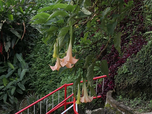 Floral Stair Illusion: How to Turn a Cameron Highlands Hill into Monet's Canvas and a Poet's Garden