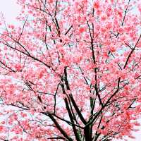 📸✨春の山下公園で横浜マリンタワーと桜、ホテルニューグランドと桜を一緒に撮影できる場所とコツ