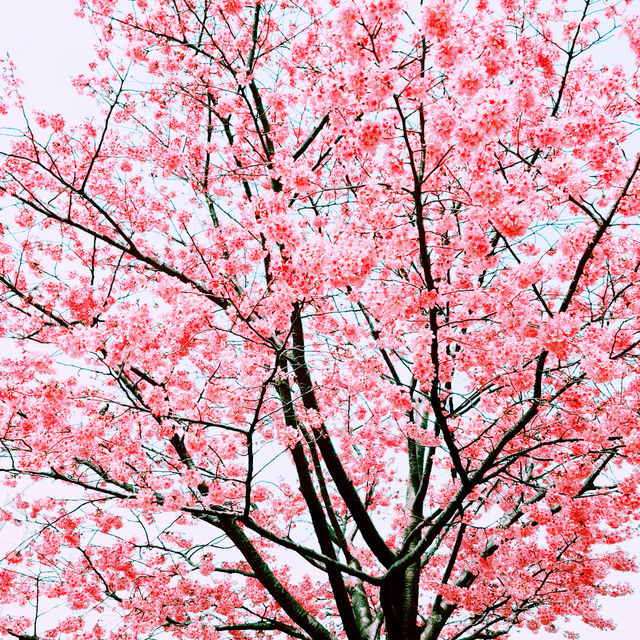 📸✨春の山下公園で横浜マリンタワーと桜、ホテルニューグランドと桜を一緒に撮影できる場所とコツ