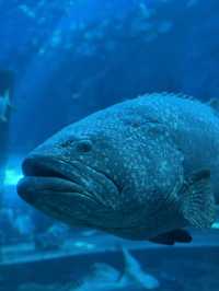 🌊✨ VinWonders Phu Quoc – โซน Aquarium