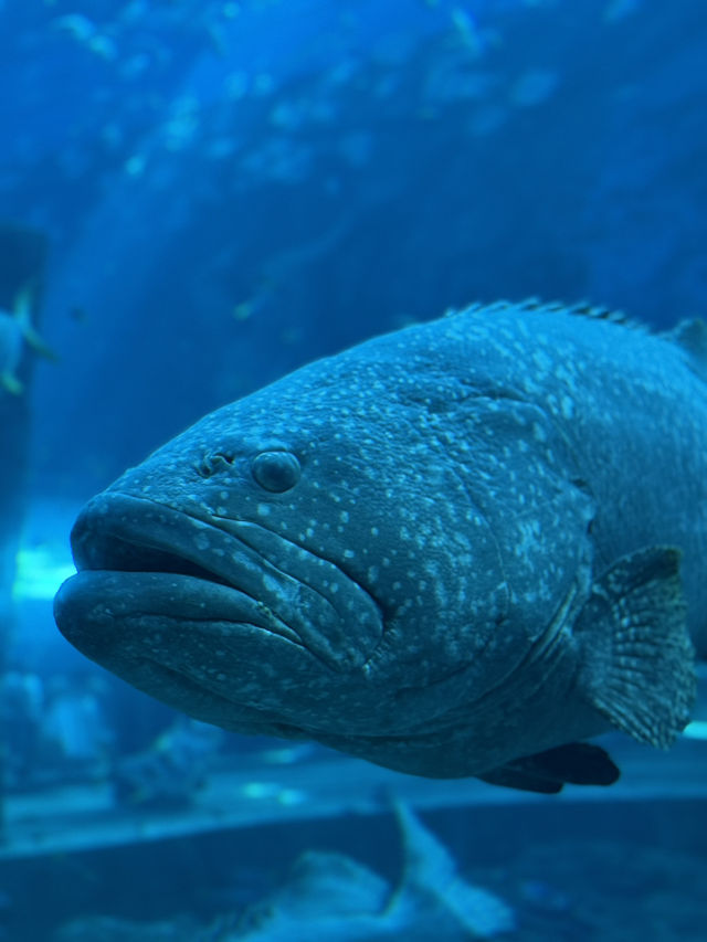 🌊✨ VinWonders Phu Quoc – โซน Aquarium