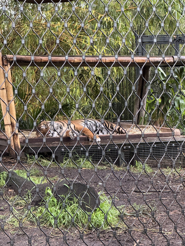 🇦🇺 塔龍加動物園（Taronga Zoo）是悉尼必游的世界級生態動物園