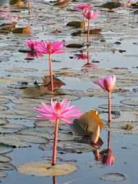 ชวนล่องเรือชมทะเลบัวแดง อุดรธานี🪷