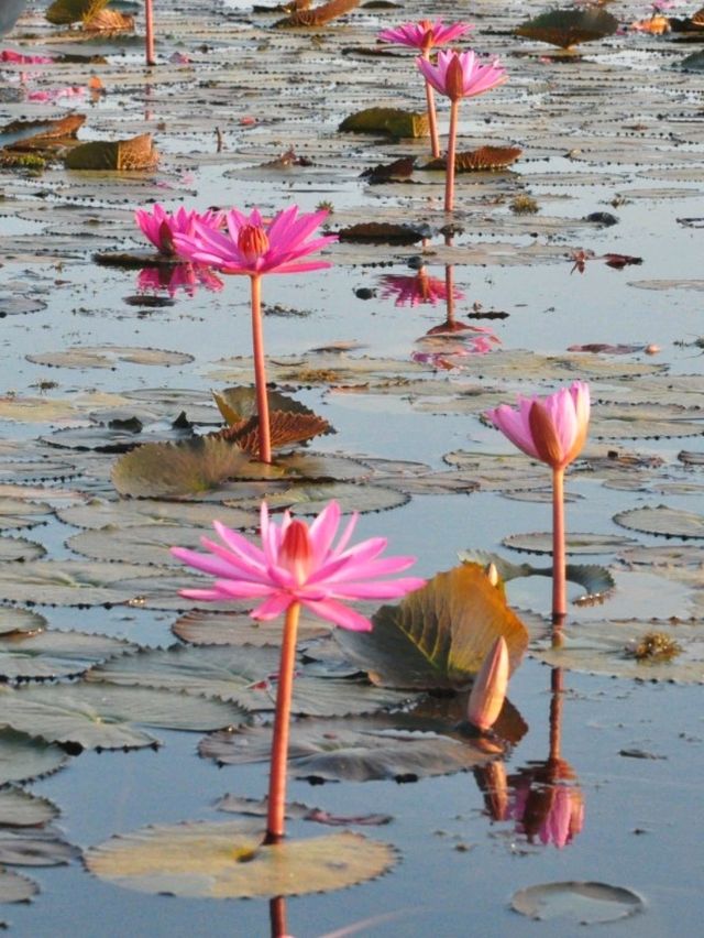 ชวนล่องเรือชมทะเลบัวแดง อุดรธานี🪷