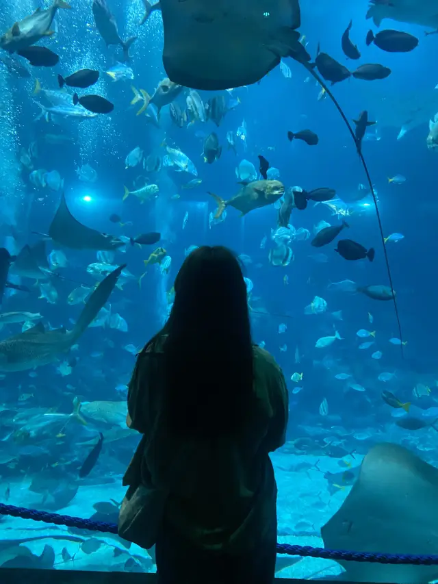Dive into wonder at the new Singapore Oceanarium! 🐠