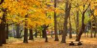 Hokkaido Shrine & Maruyama Park – The Spiritual Heart of Sapporo 🍁⛩️🌸