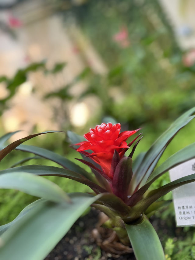 香港公園霍士傑溫室