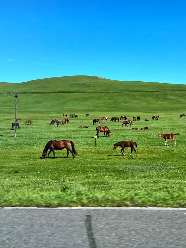 Nomadic Dreams on the Hulunbuir Prairie