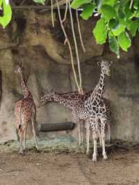 寓教於樂的親子天堂#臺北市立動物園-臺北市文山區