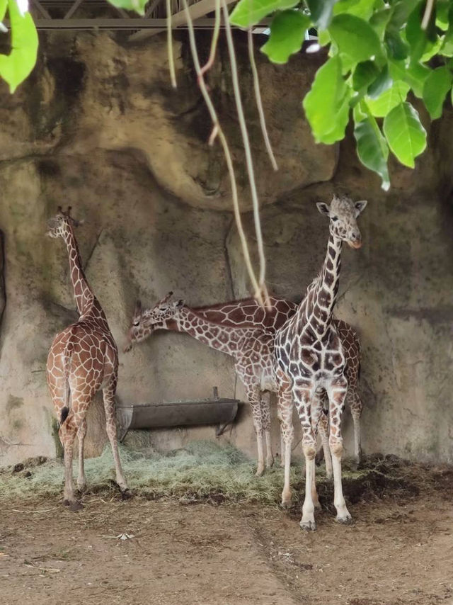 寓教於樂的親子天堂#臺北市立動物園-臺北市文山區