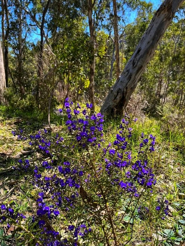 🌄 Kalamunda National Park – Nature’s Hidden Retreat Near Perth