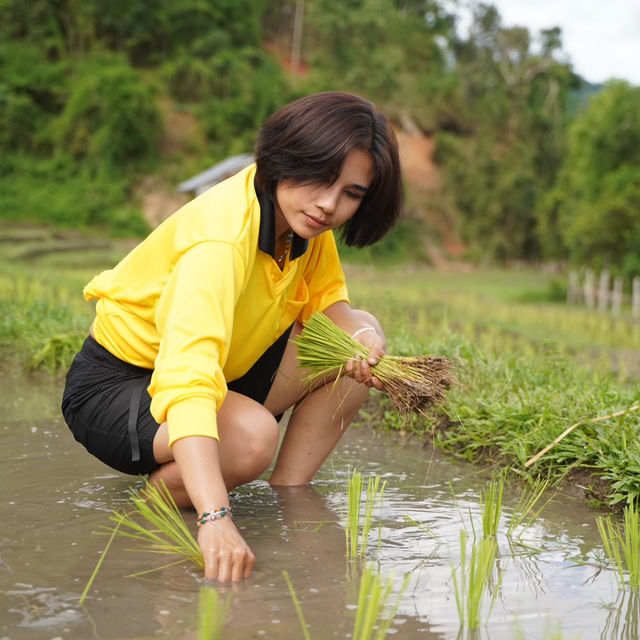 เลอชิปูโฮมสเตย์ เชียงใหม่