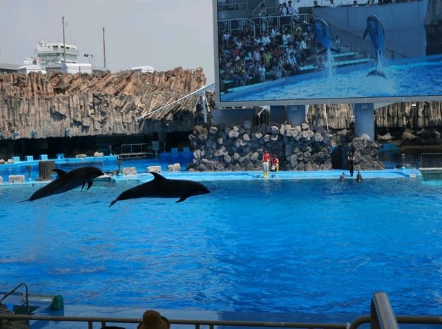 Nagoya Aquariumพิพิธภัณฑ์สัตว์น้ำสุดอลังของนาโกย่า