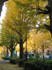 🍁✨ รีวิว: ชมฤดูใบไม้เปลี่ยนสีในโตเกียว (Autumn Fo