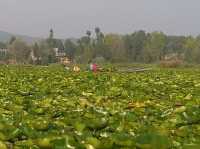 Floating Vegetable Market - Kashmir