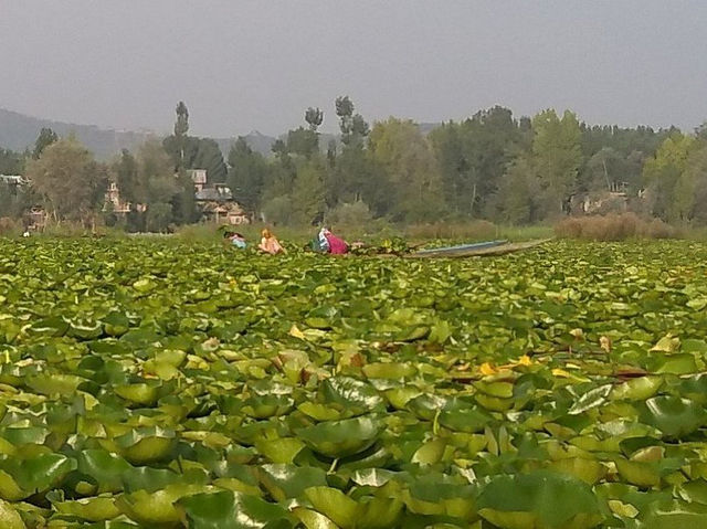 Floating Vegetable Market - Kashmir  Floating Vegetable Market - Kashmir