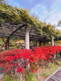 나카지마공원의 아침