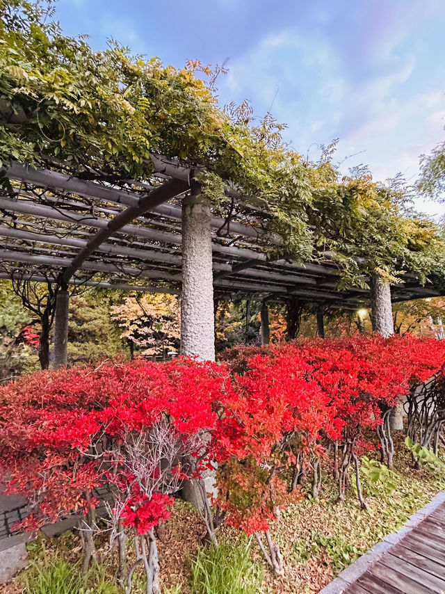 나카지마공원의 아침