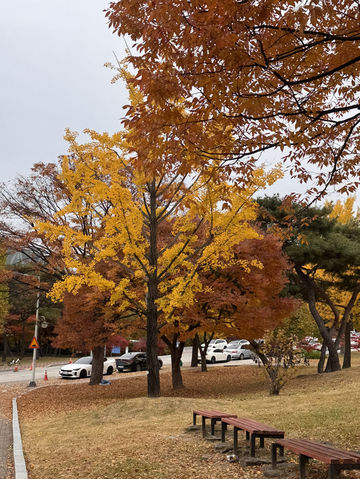 Beauty of K-Autumn 🥹