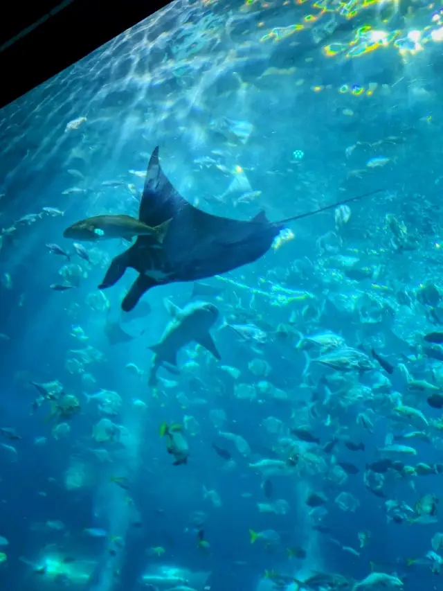 新加坡全新翻新嘅海洋館