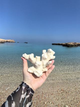 Unreal Daymaniyat ในโอมาน