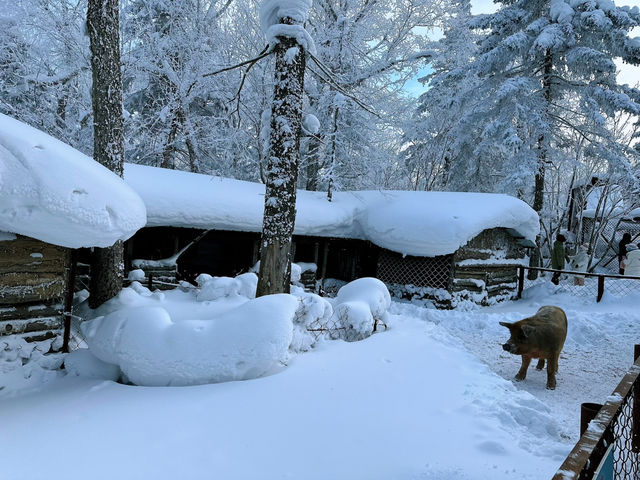 Snow Bliss in a Snow Valley ☃️❄️🥰 Snow Bliss in a Snow Valley ☃️❄️🥰
