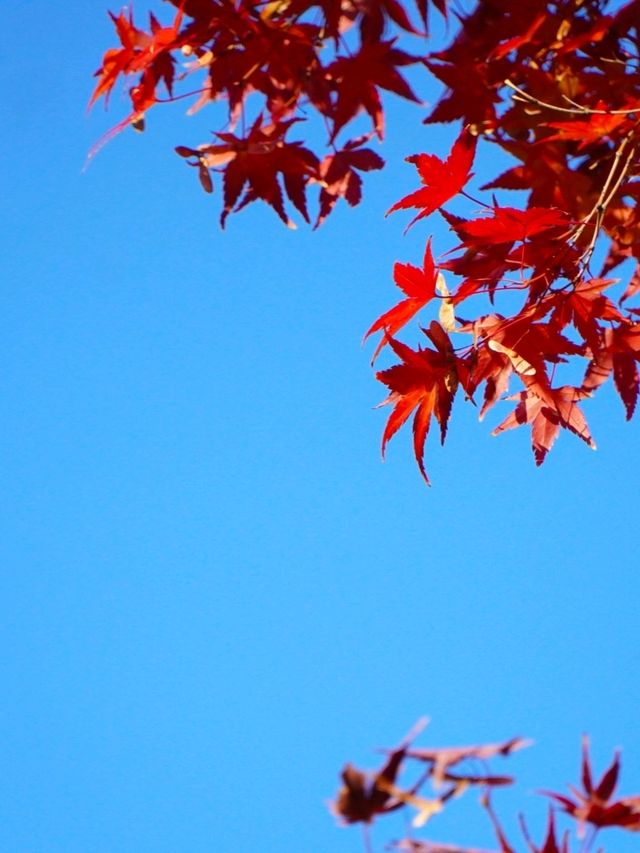 JAPAN AUTUMN 2025 JAPAN AUTUMN 2025