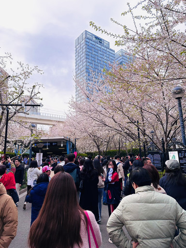 3月の旅行プラン🌏 桜と高層ビル：上海の息を呑むようなコントラスト