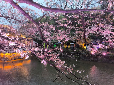 太湖黿頭渚風景区の桜の魔法。 | Trip.com 無錫