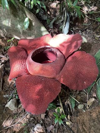 Rafflesia 