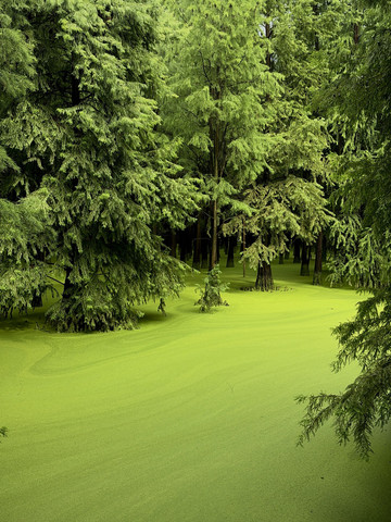 MATCHA LAKE, HANGZHOU, CHINA🇨🇳 | Trip.com Hangzhou