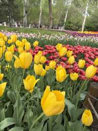 ชี้เป้าจุดชมดอกไม้ในปักกิ่ง ช่วงฤดูใบไม้ผลิ 🌷