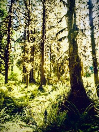 Careys Peak and the Antarctic Beech Moss: Barrington's 1,585 m Gondwana Stripeasytravelpost #Barrin