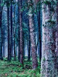  Indonesia Sumatra Lake Toba Samosir Island Cliff Mossy Forest