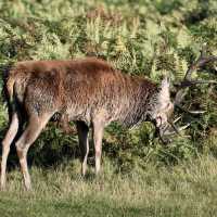 Bushy Park - London