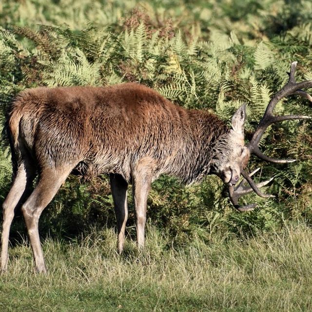 Bushy Park - London