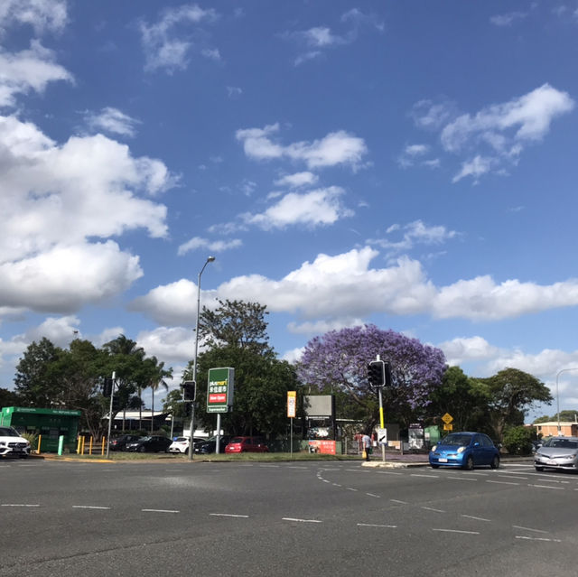 藍花楹（jacaranda)