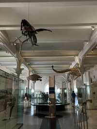 人気映画night museum のロケ地？！アメリカ自然史博物館