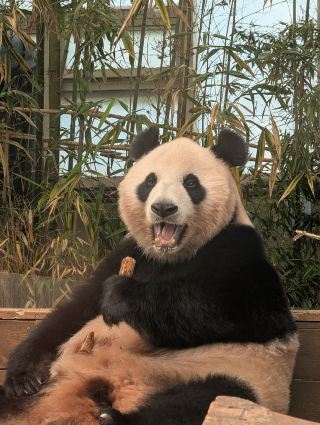  I Went All the Way to Everland,theme park in South Korea to see this 🐼