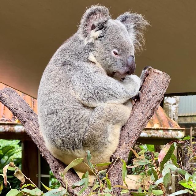 WoW: Kuranda Koala Gardens 🇦🇺