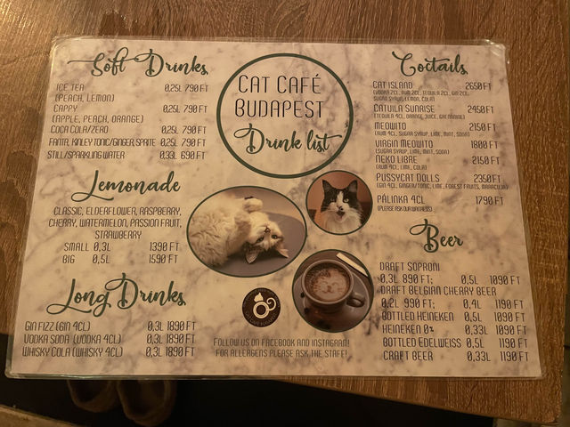 【ハンガリー🇭🇺】中心地に位置する猫カフェ🐈🐾 in Budapest