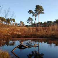 Pulborough RSPB nature reserve